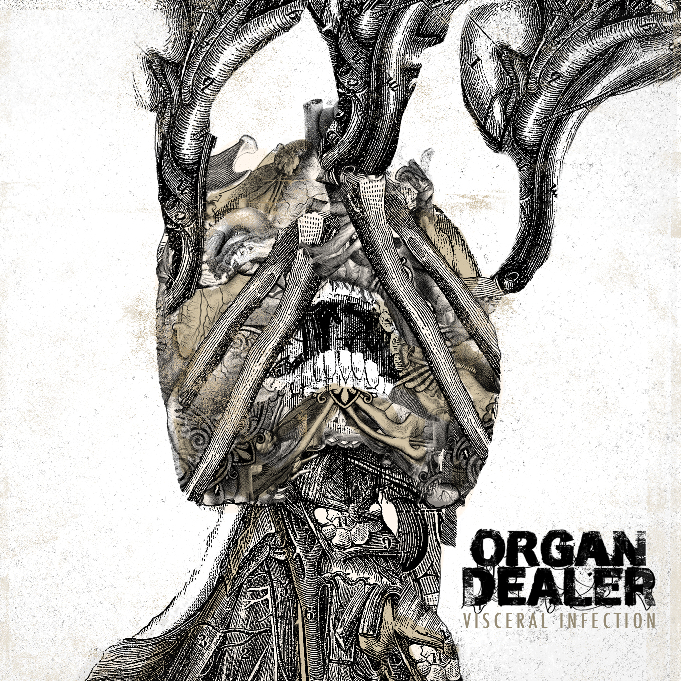 Organ Dealer – Visceral Infection Review